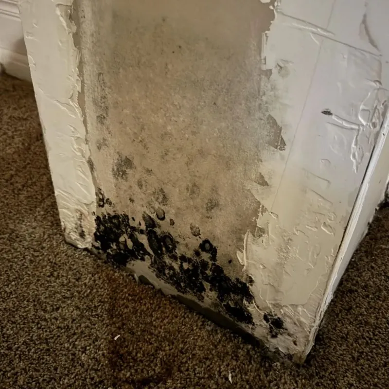 Professional Mold Removal in La Crosse County, WI